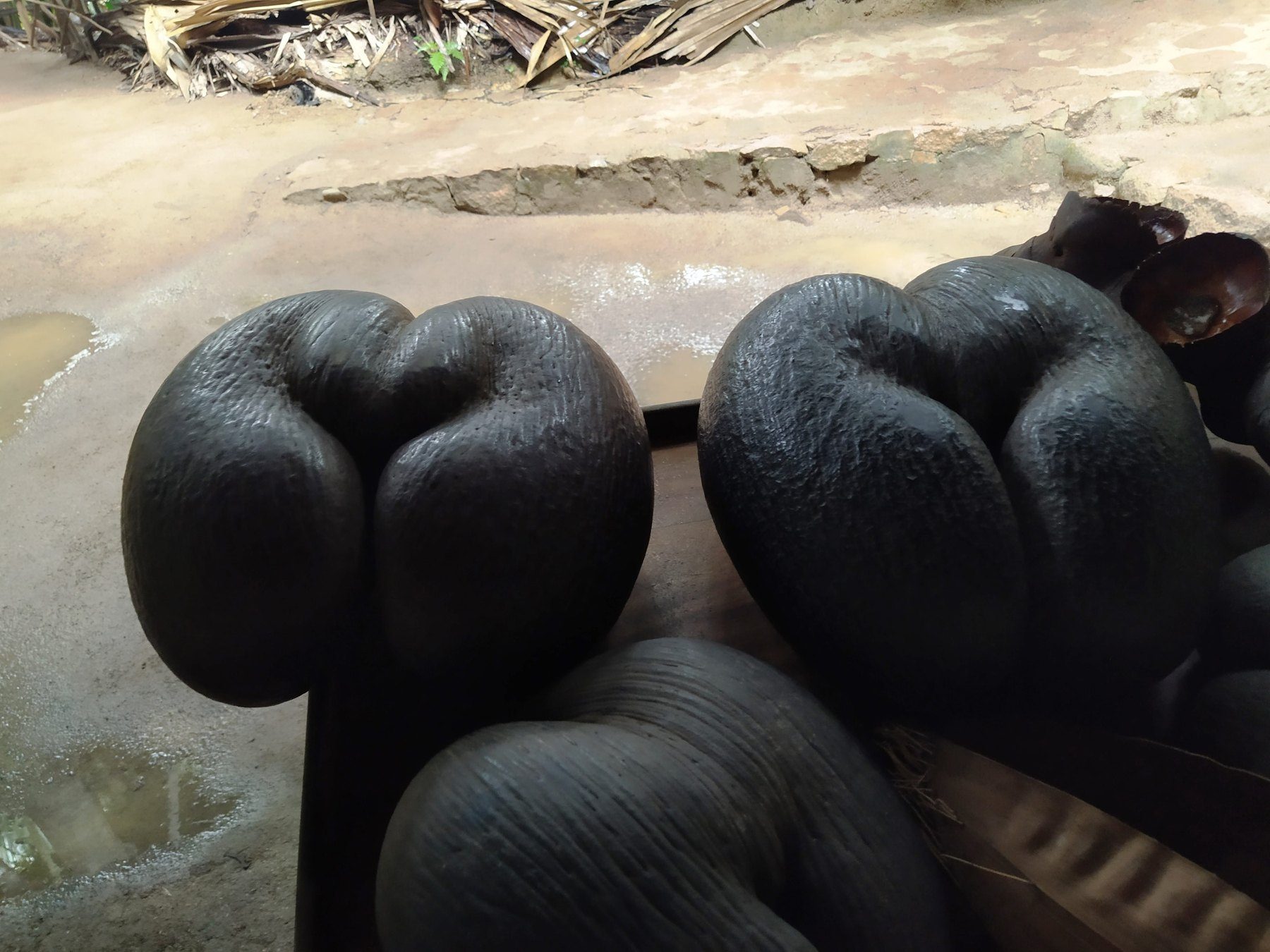 Orzech coco de mer