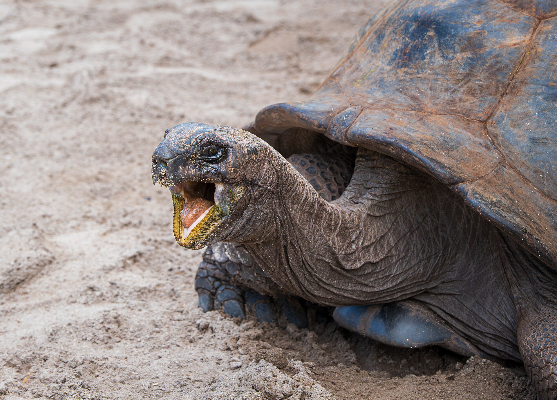 Aldabra — zdjęcie 4