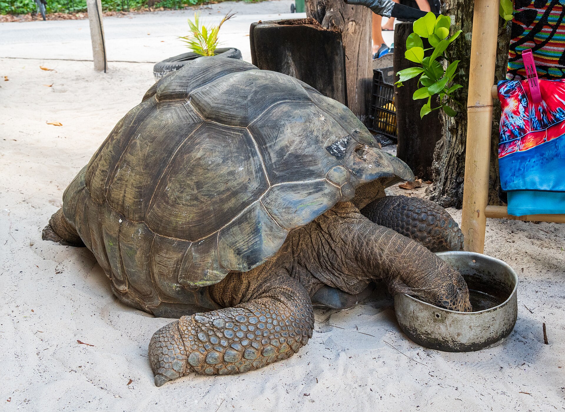 Aldabra — zdjęcie 5