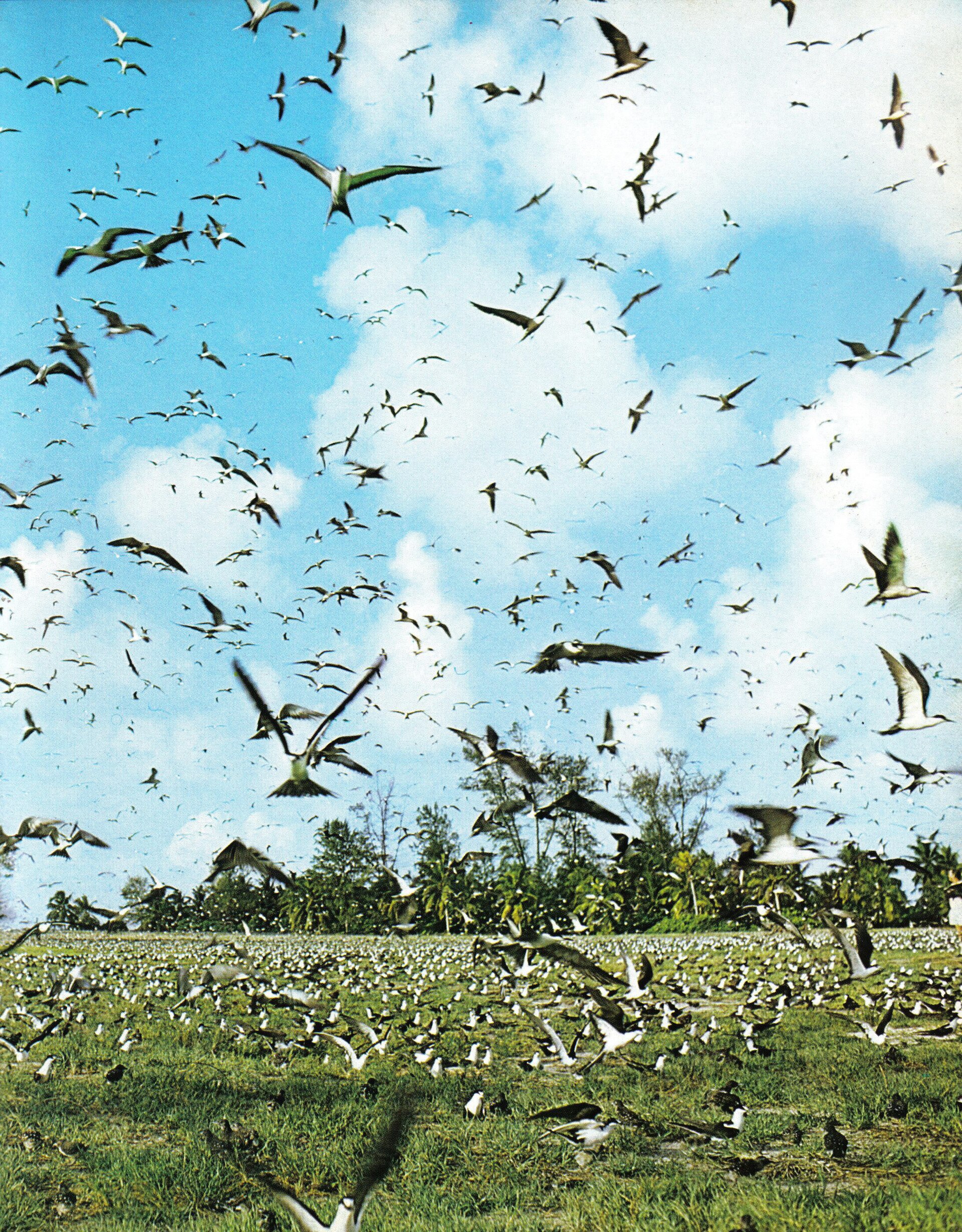 Bird Island — zdjęcie 1