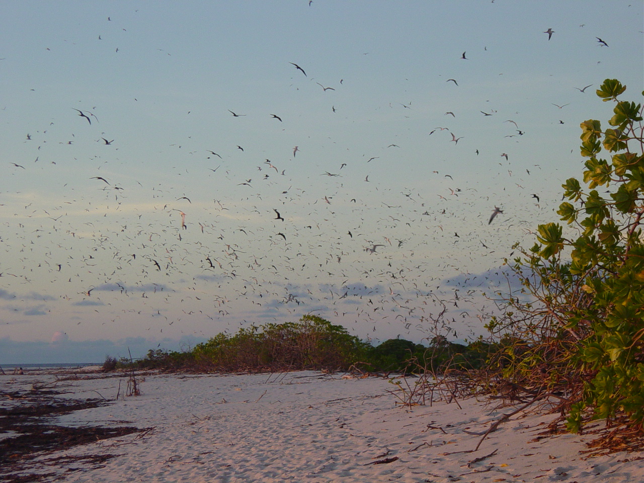 Bird Island — zdjęcie 4