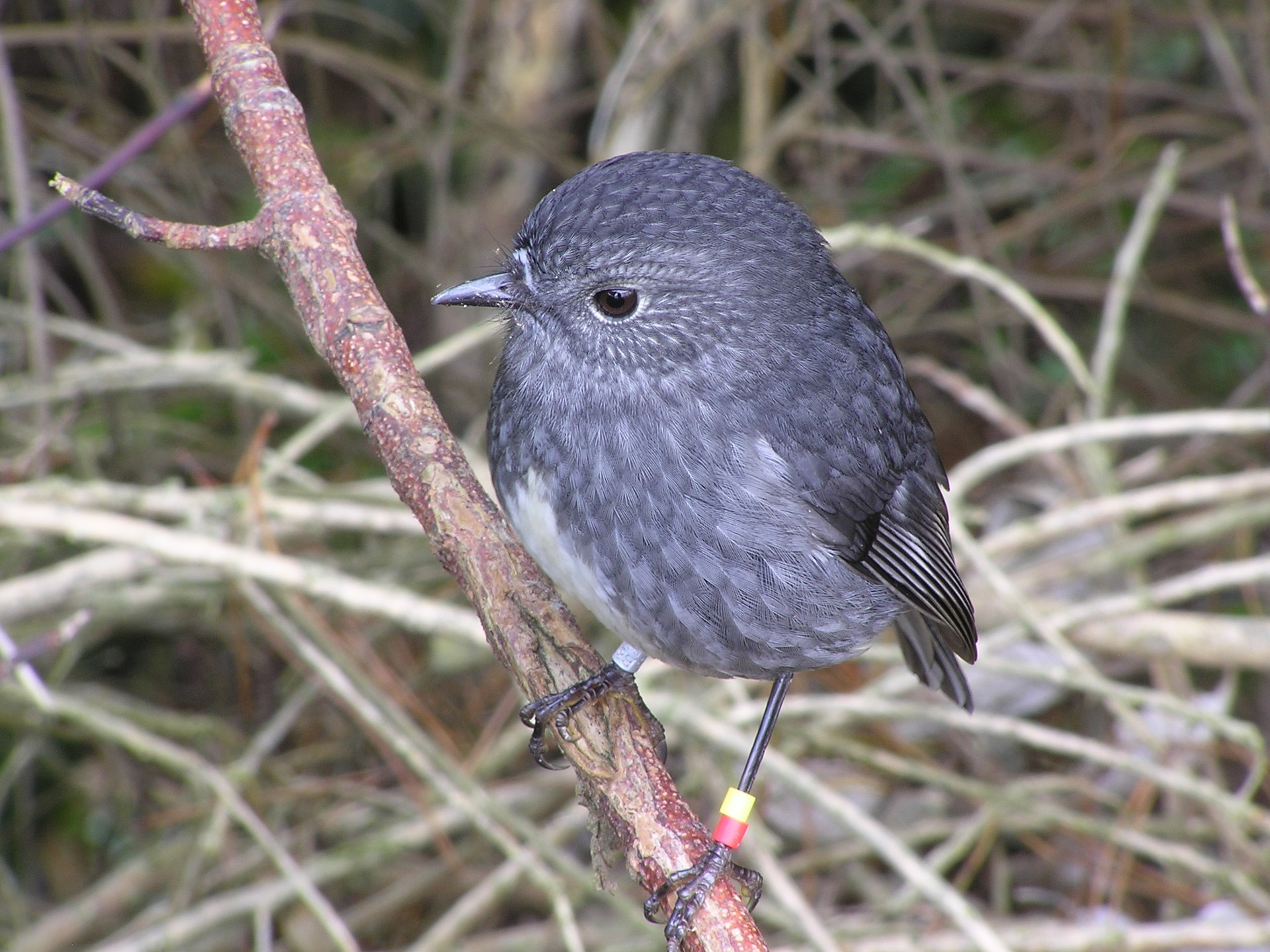 North Island — zdjęcie 2