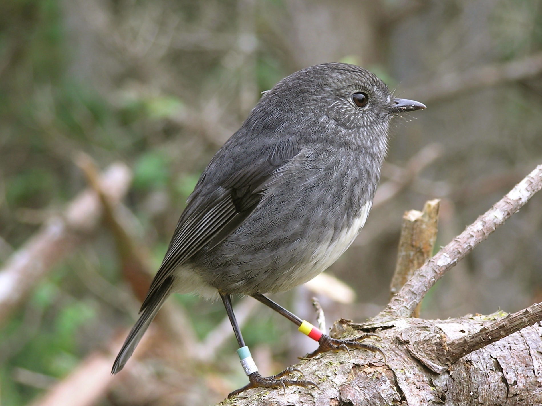 North Island — zdjęcie 3