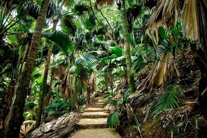 Vallée de Mai, spacer po lesie coco de mer, zdjęcie 2