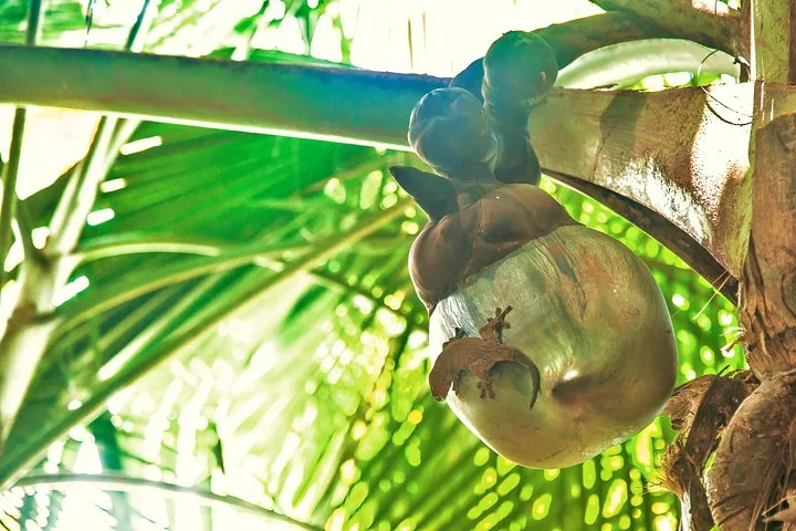 Vallée de Mai, spacer po lesie coco de mer, Seszele