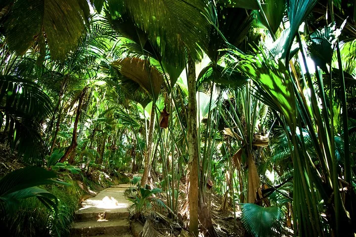 Vallée de Mai, spacer po lesie coco de mer, zdjęcie 4