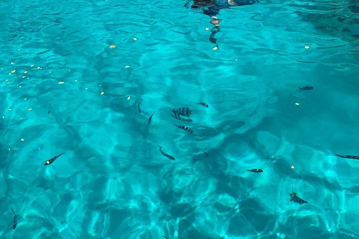 Reef safari, snorkeling przy Anse Major i Baie Ternay, zdjęcie 2