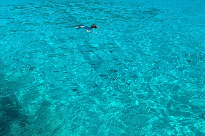 Reef safari, snorkeling przy Anse Major i Baie Ternay, zdjęcie 4