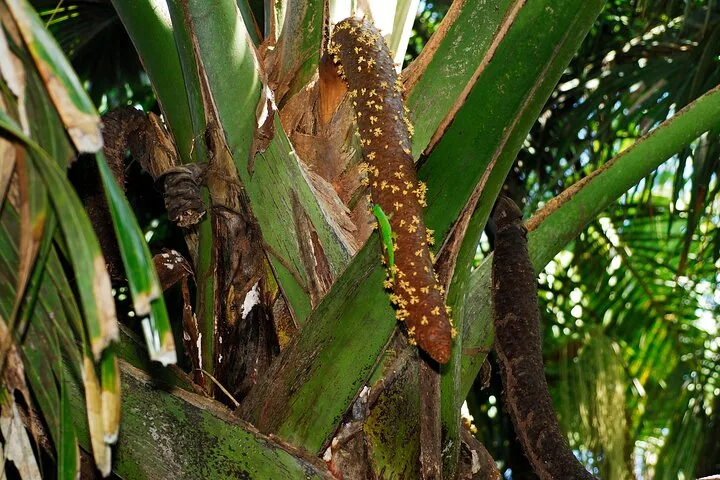 Vallée de Mai, spacer po lesie coco de mer, zdjęcie 5