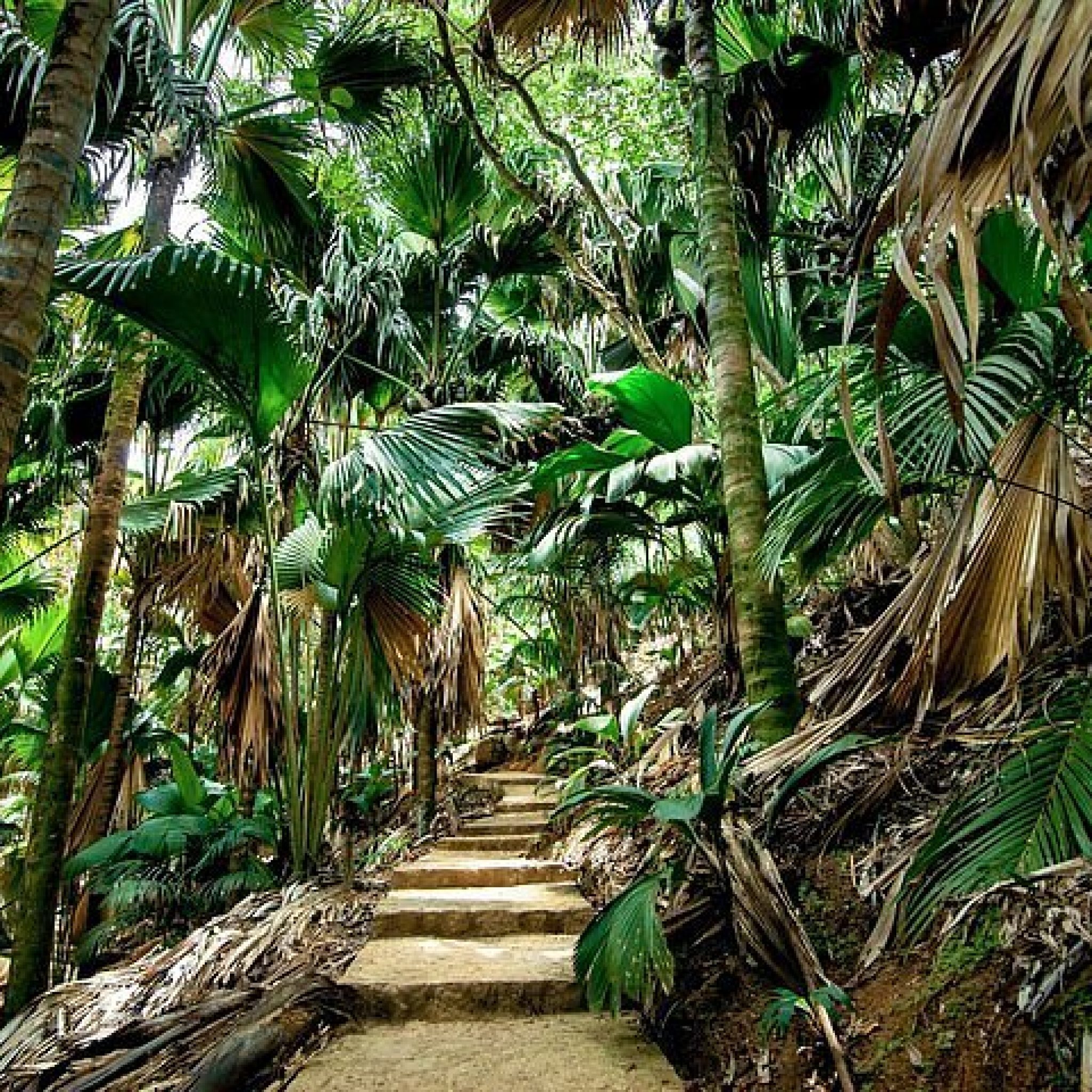Las Vallée de Mai na Praslin, Seszele